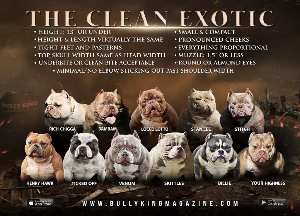 What Is An Exotic Bully & What's A "Clean Exotic?" | BULLY ...